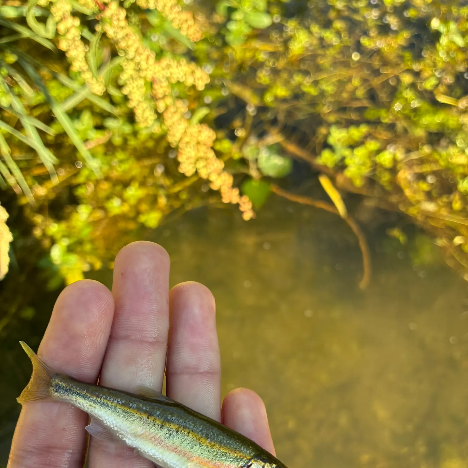 The most recent Ozark minnow catches on Fishbrain