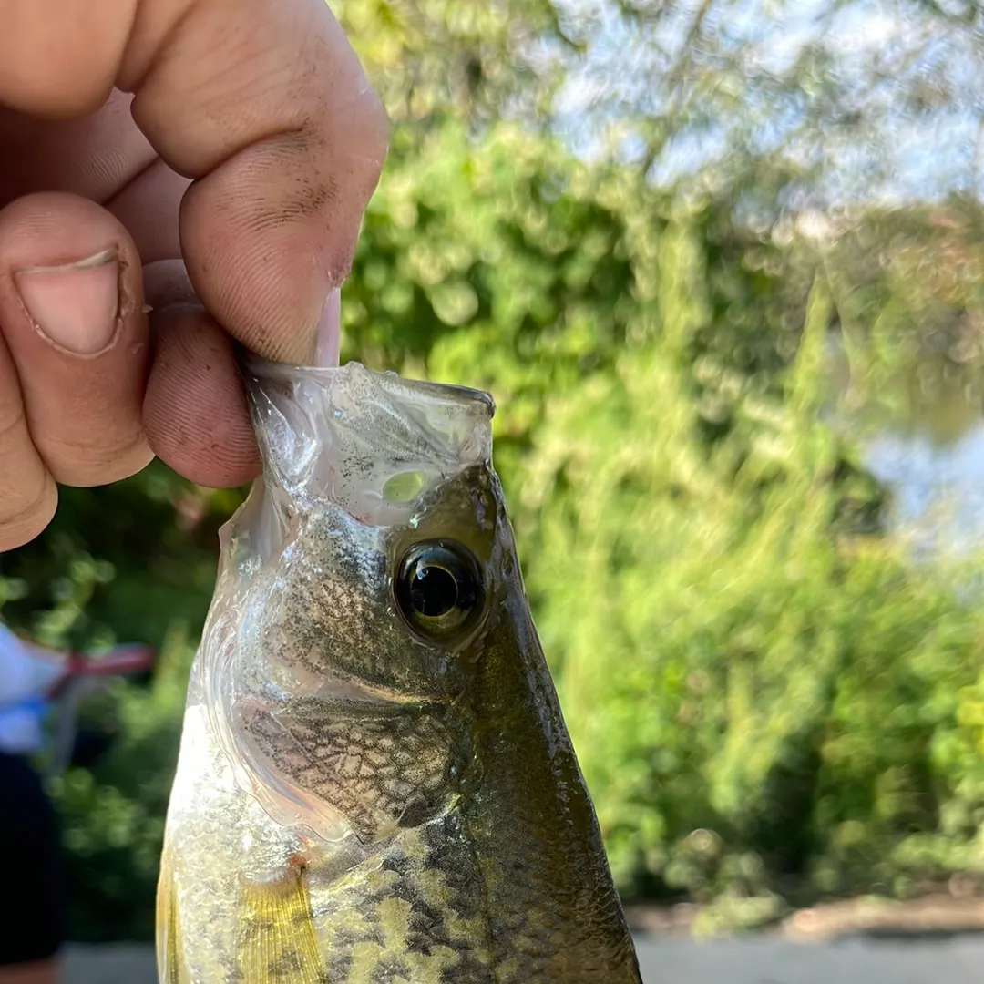 Black crappie caught on Fishbrain