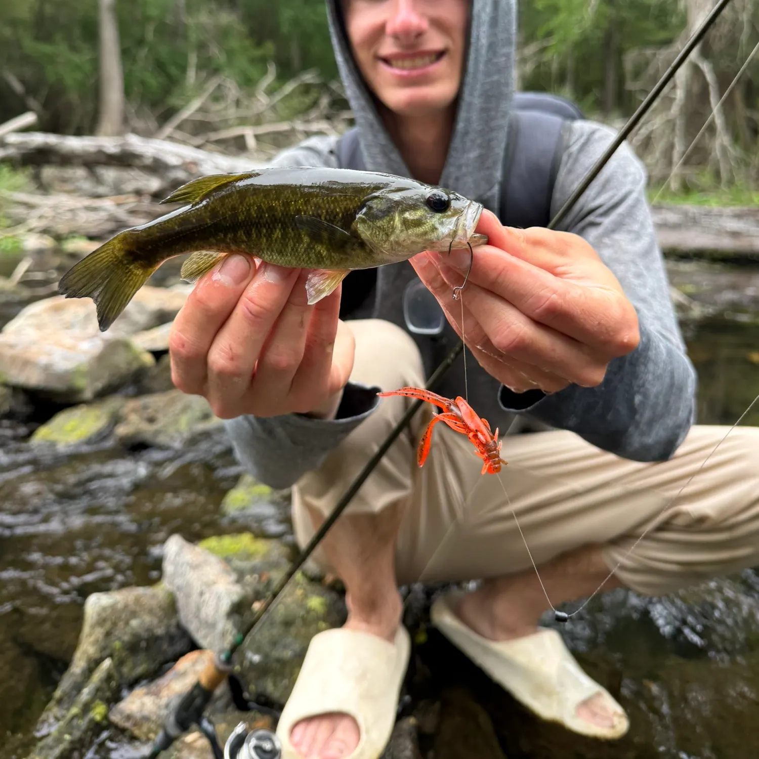 The most recent Suwannee bass catches on Fishbrain