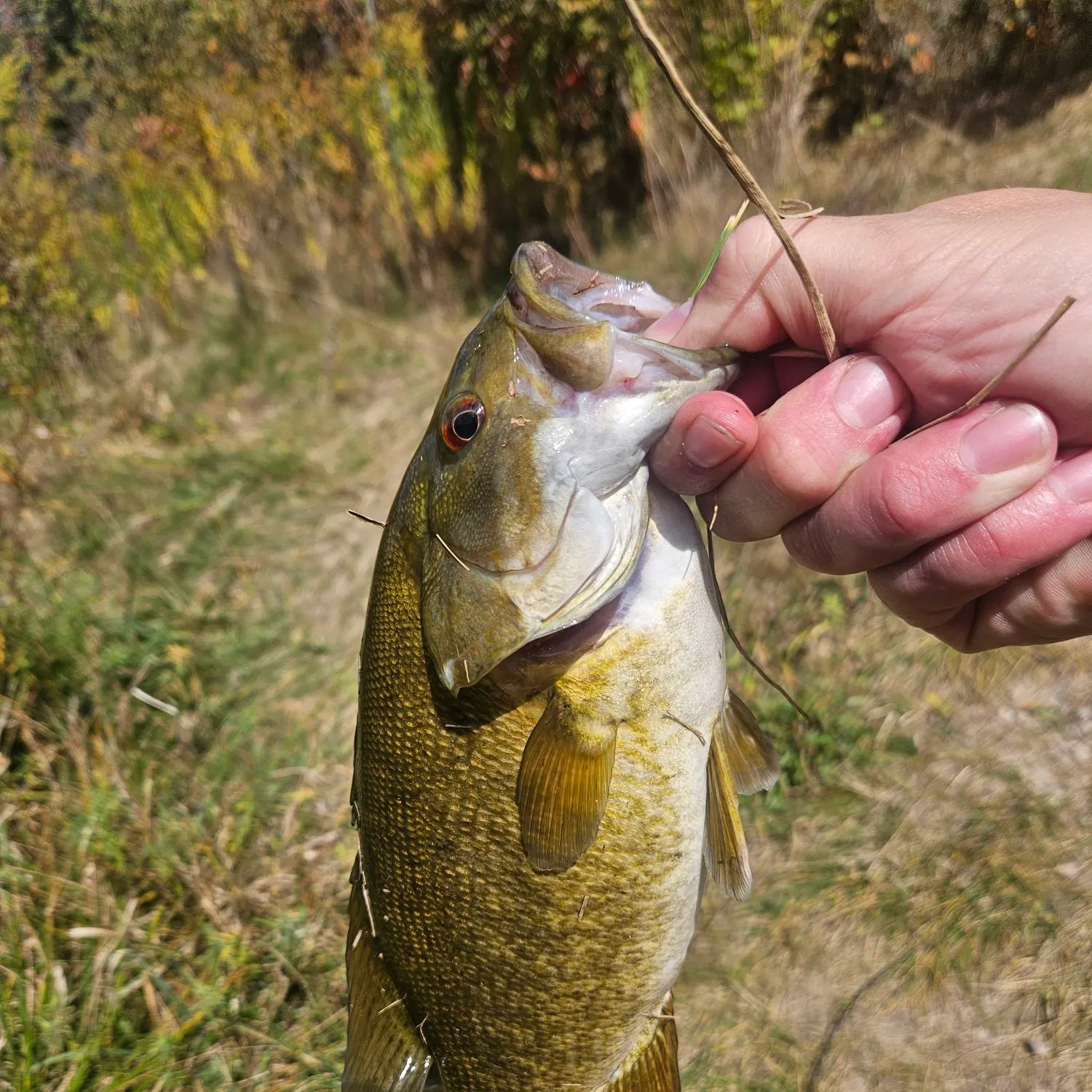Smallmouth bass caught on Fishbrain