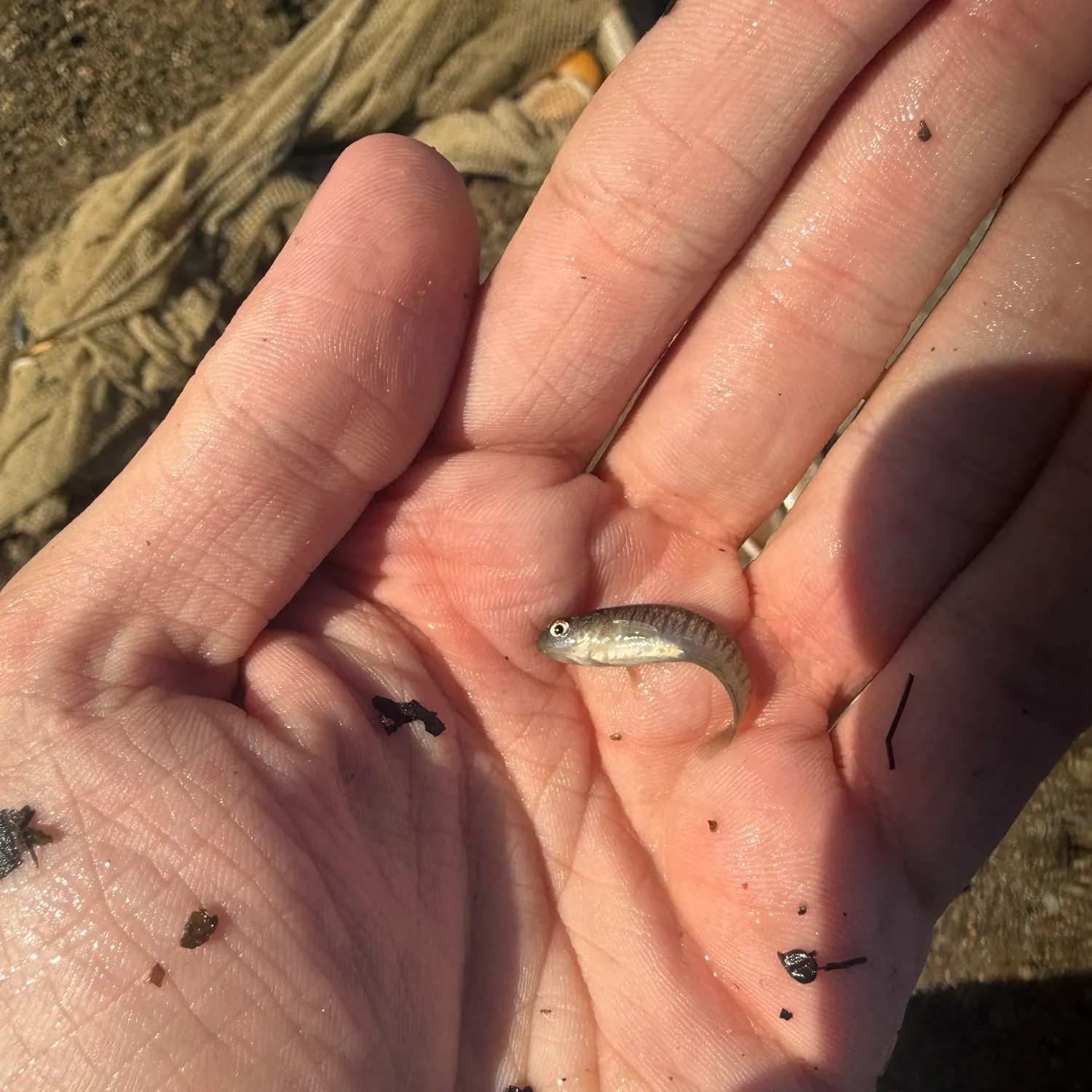The most recent Banded killifish catches on Fishbrain