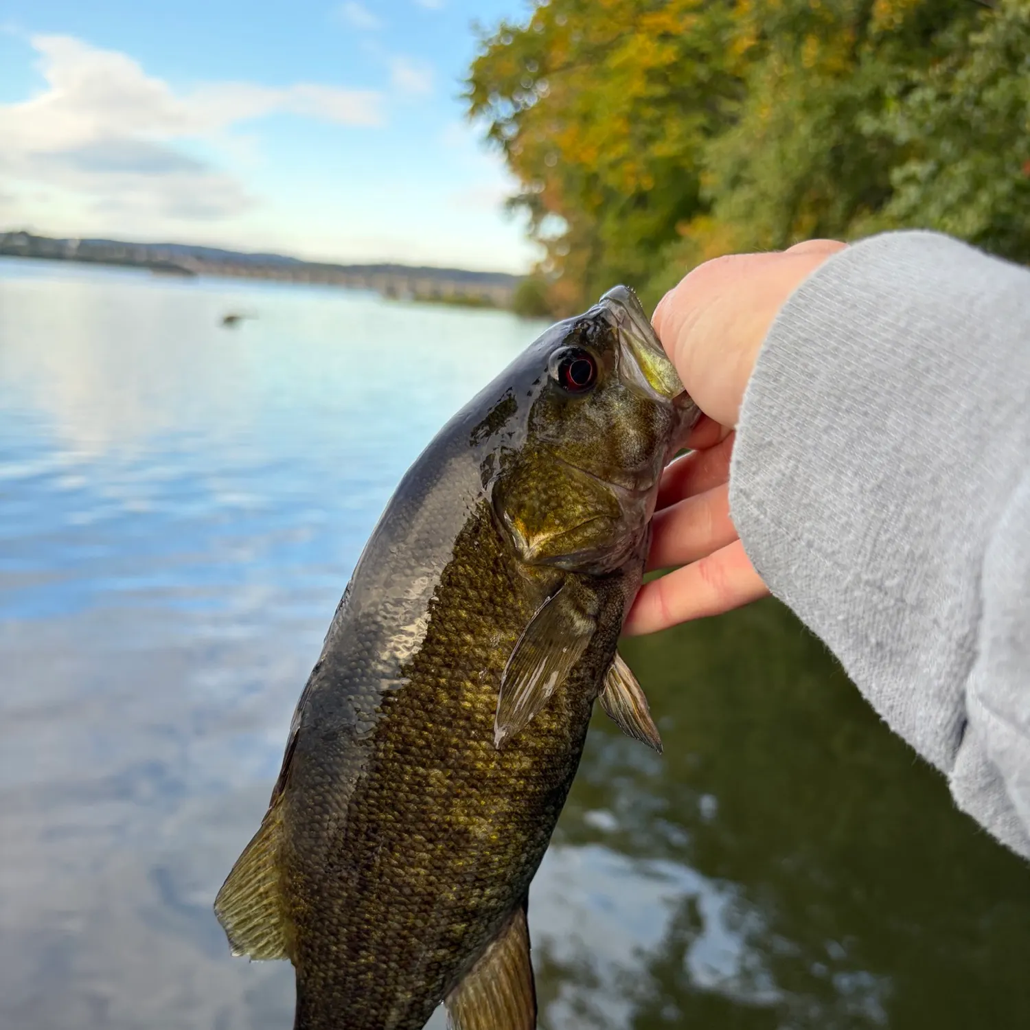 Smallmouth bass caught on Fishbrain