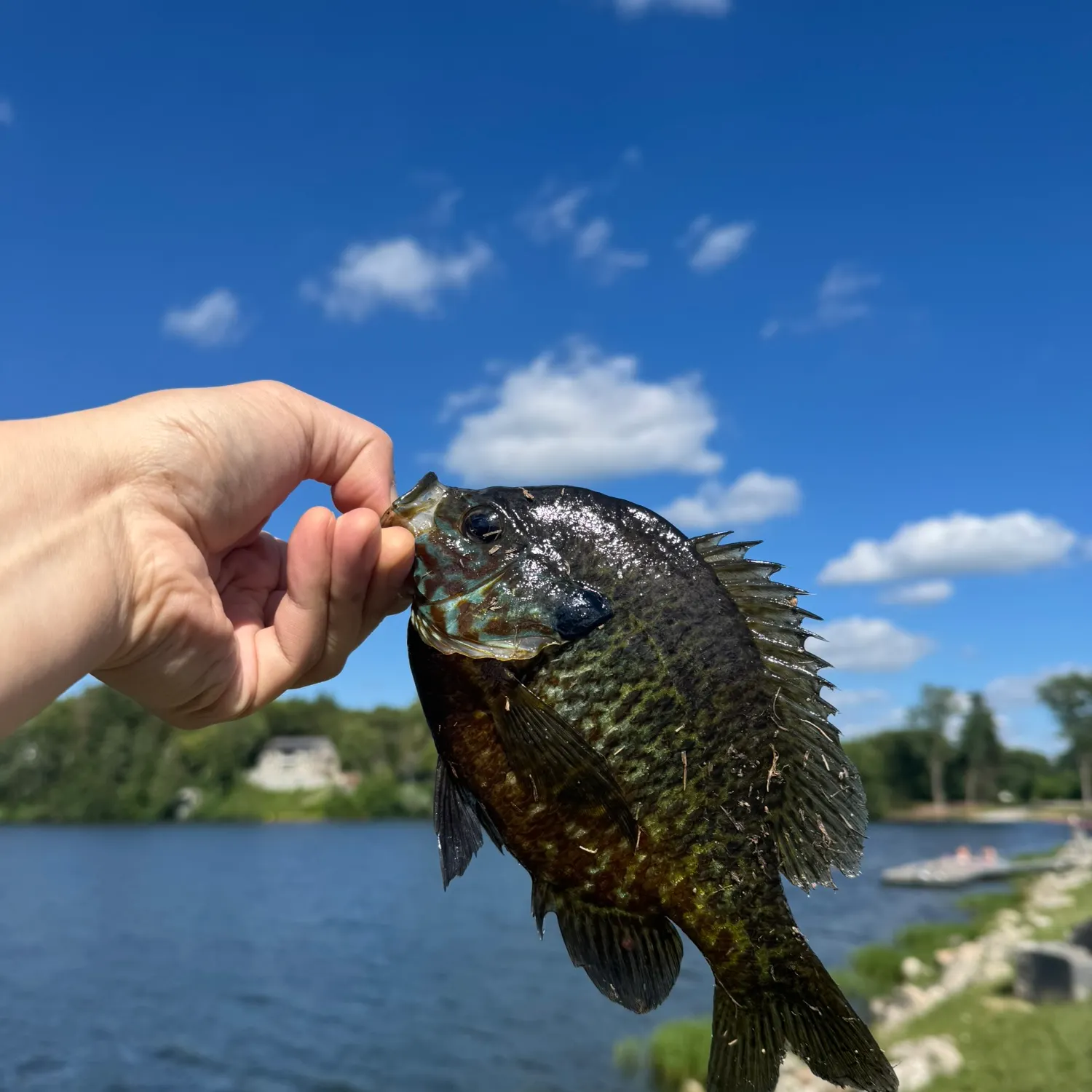 The most recent Pumpkingill hybrid catches on Fishbrain
