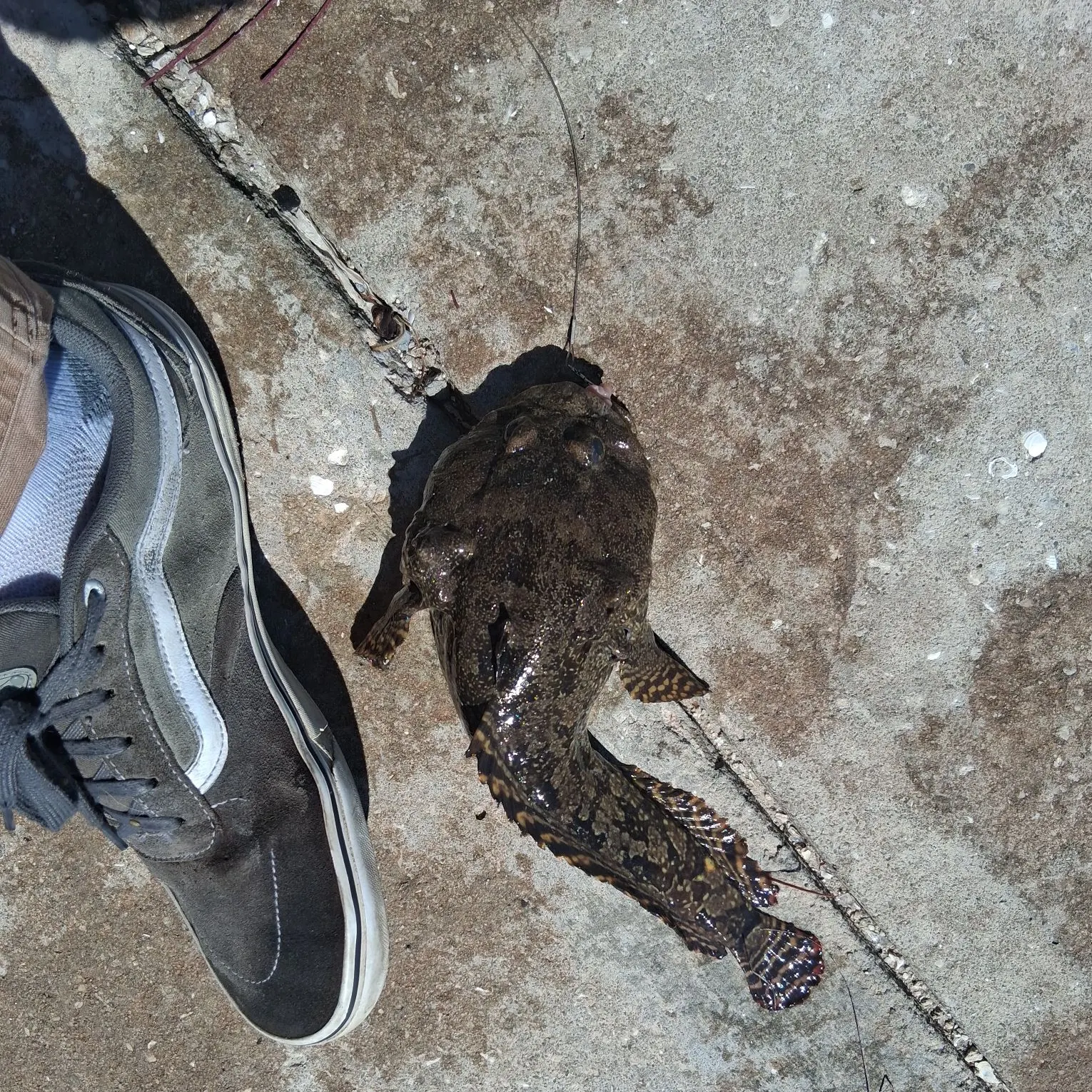 Gulf toadfish caught on Fishbrain