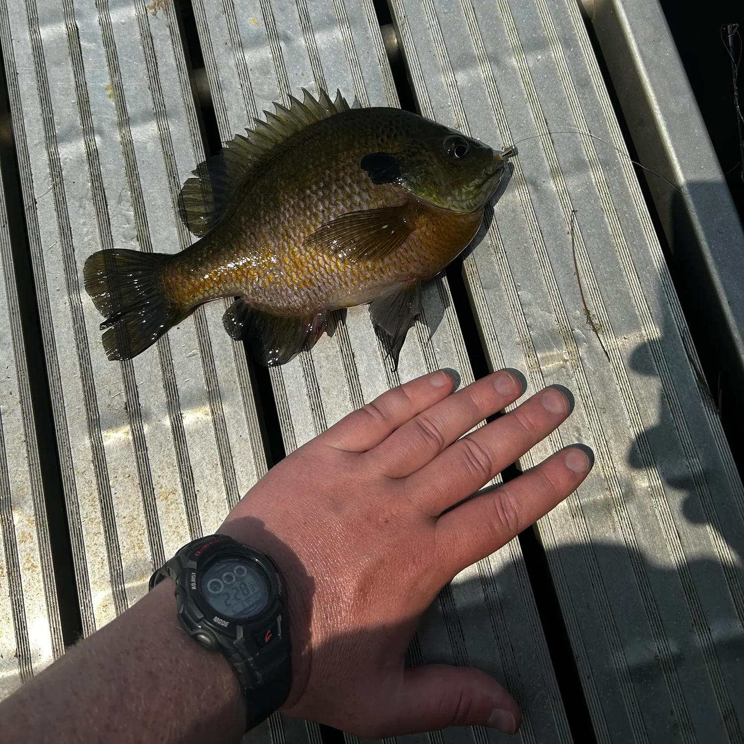catch
