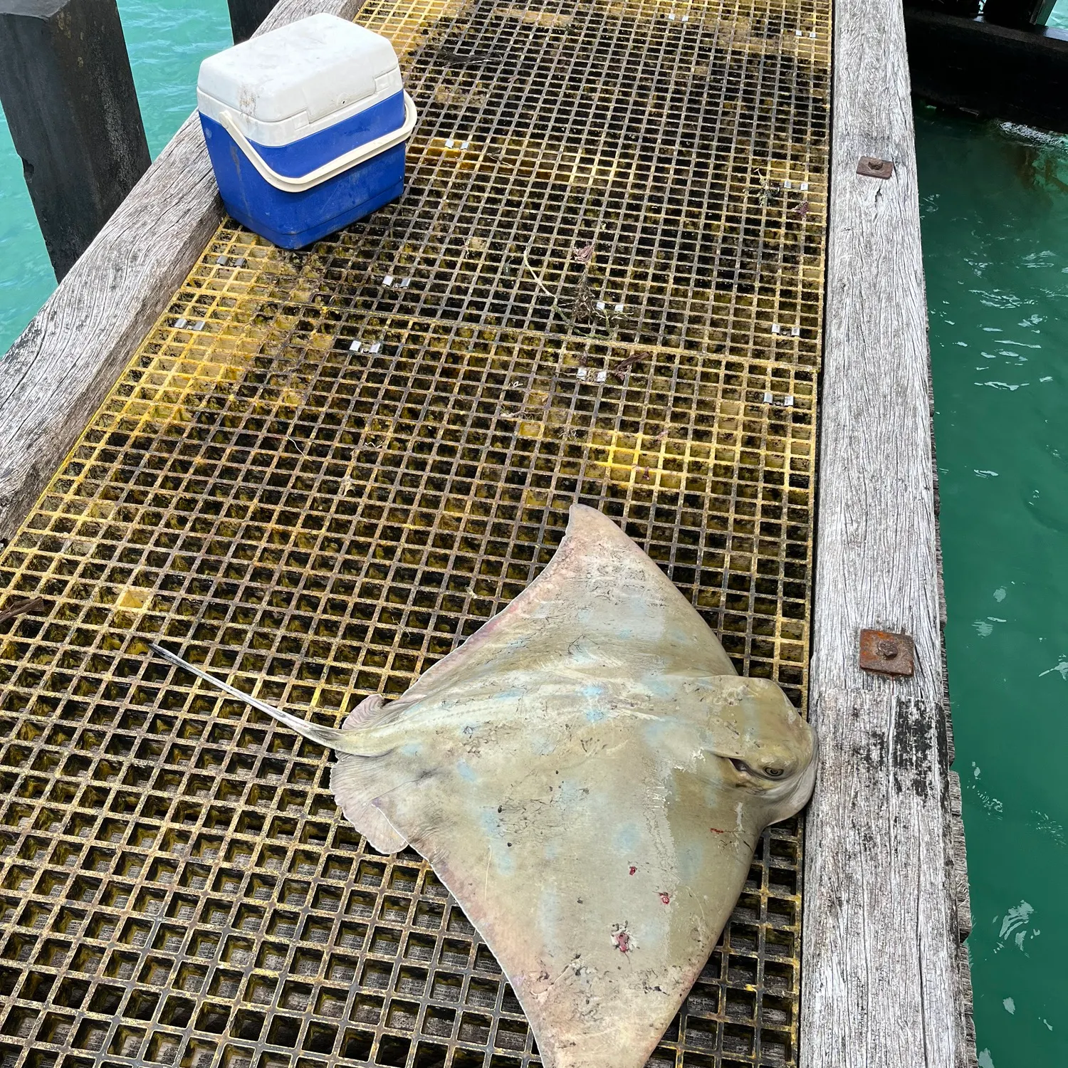 The most recent Australian bull ray catches on Fishbrain