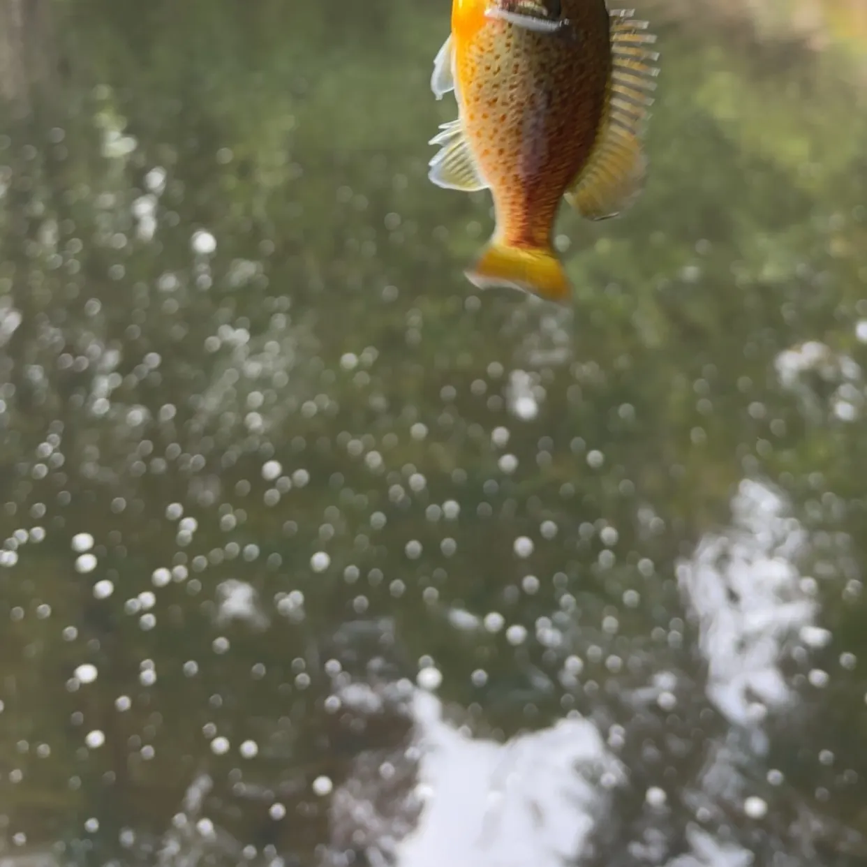 Redbreast sunfish caught on Fishbrain