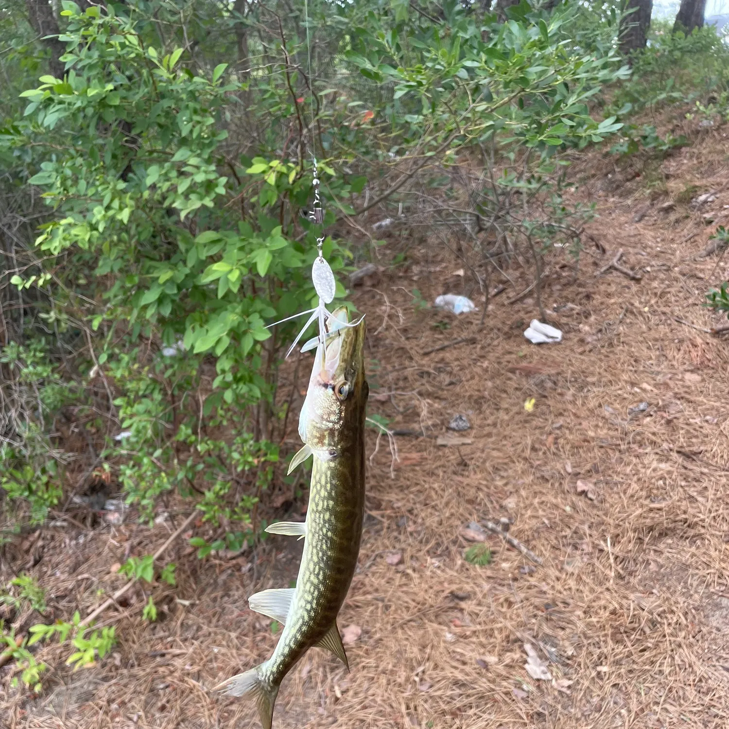 Chain pickerel caught on Fishbrain