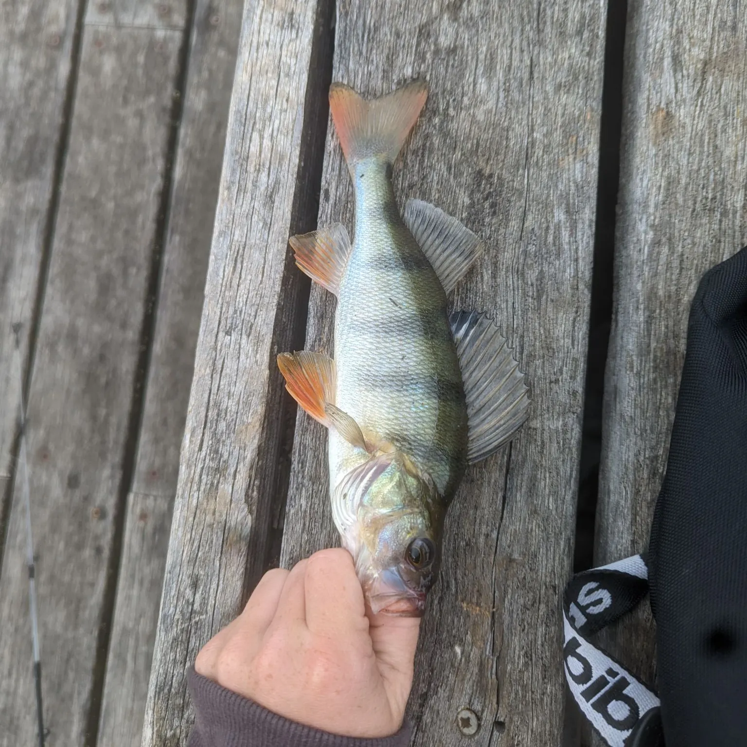 European perch caught on Fishbrain