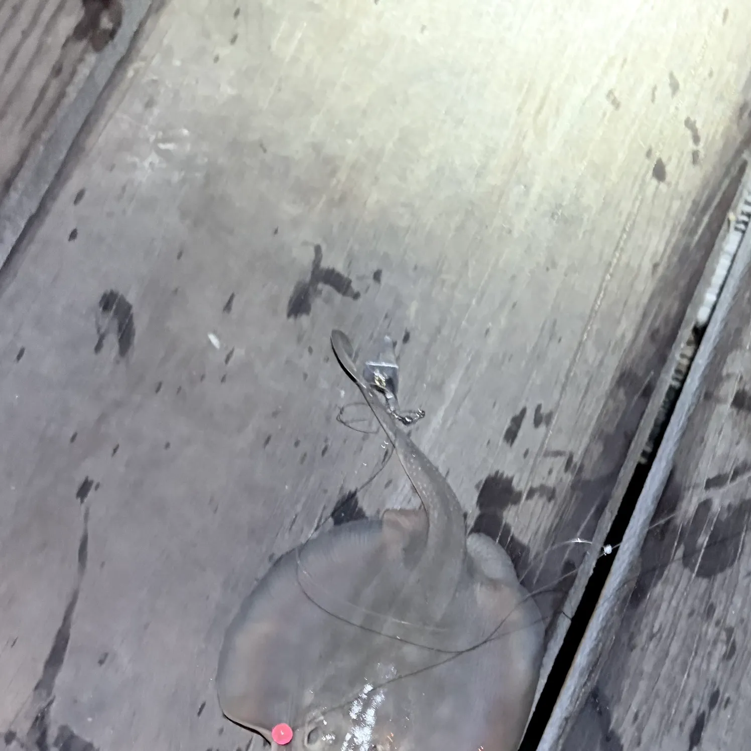 Haller's round ray caught on Fishbrain