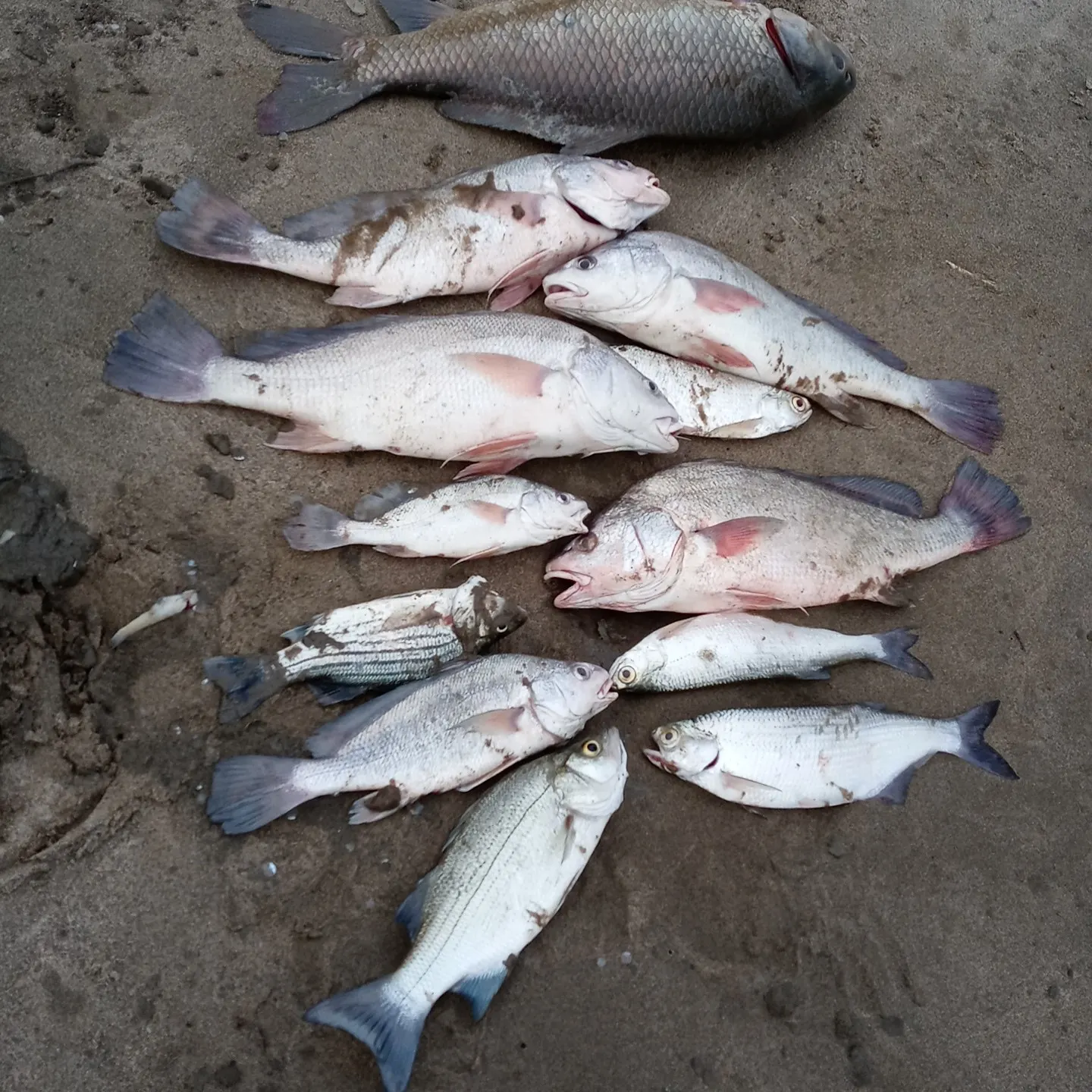 recently logged catches