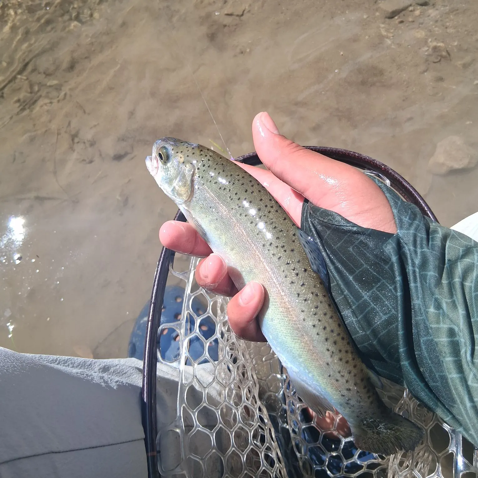 Rainbow trout caught on Fishbrain