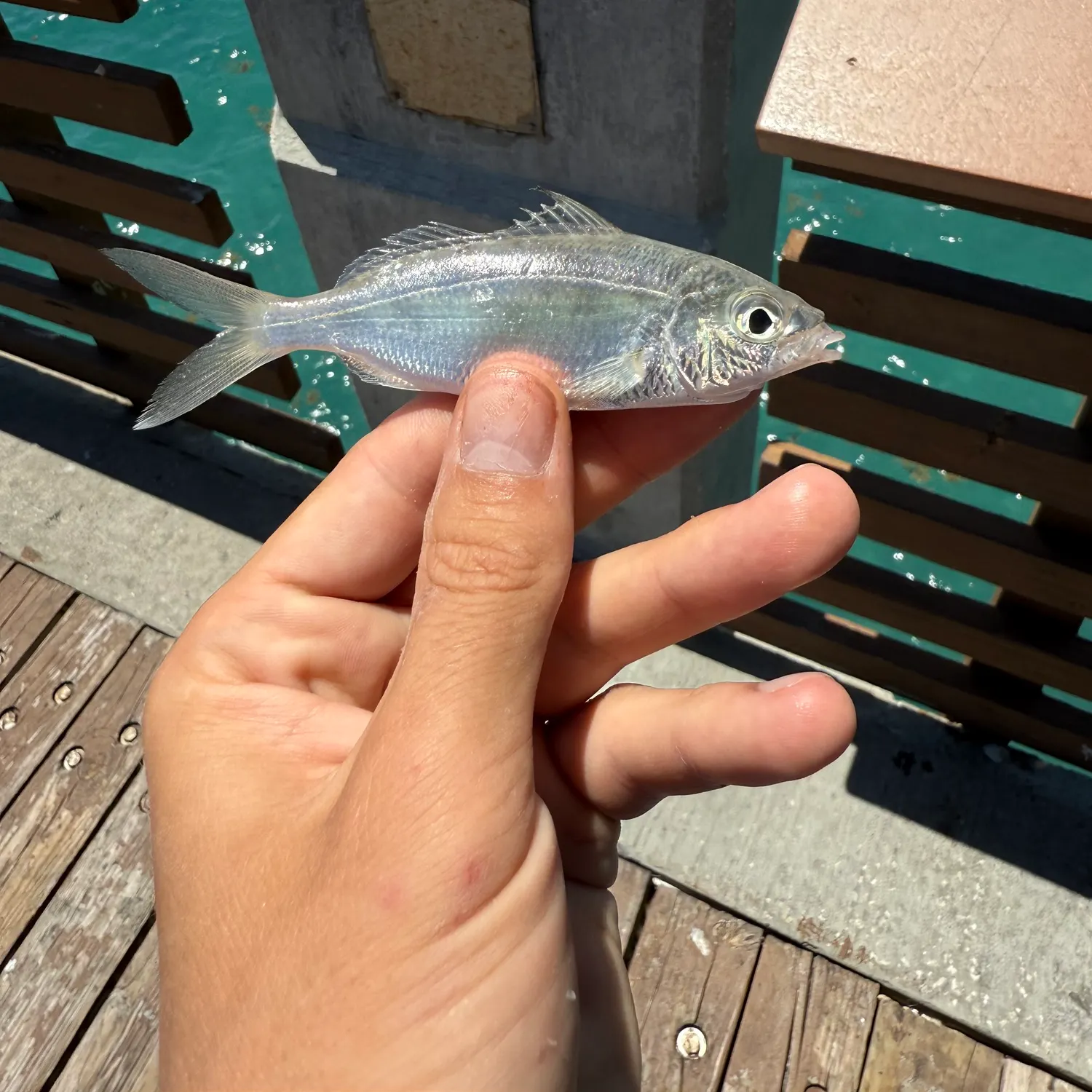 The most recent Slender mojarra catches on Fishbrain