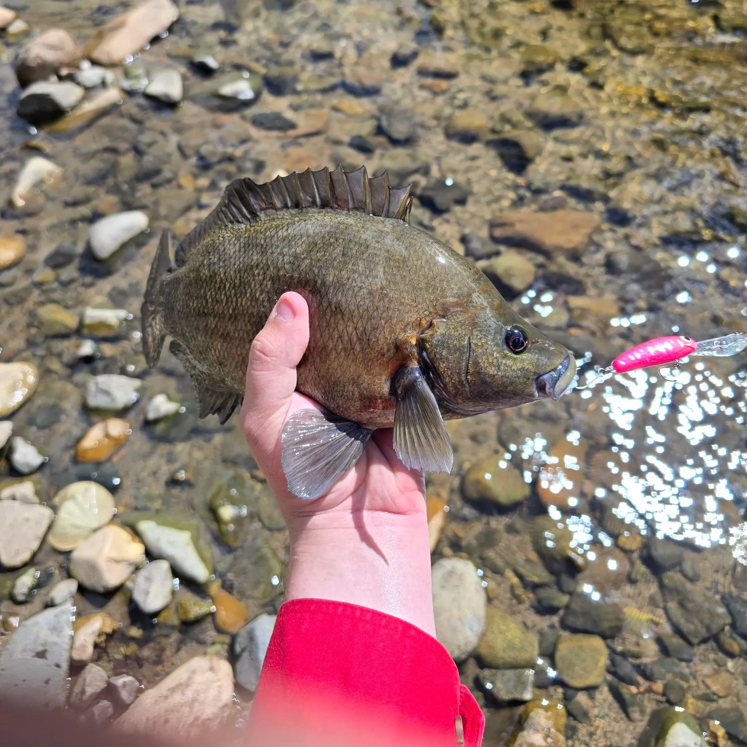 The most recent Sooty grunter catches on Fishbrain