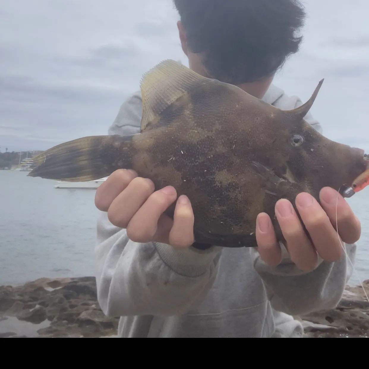 The most recent Fan-bellied leatherjacket catches on Fishbrain