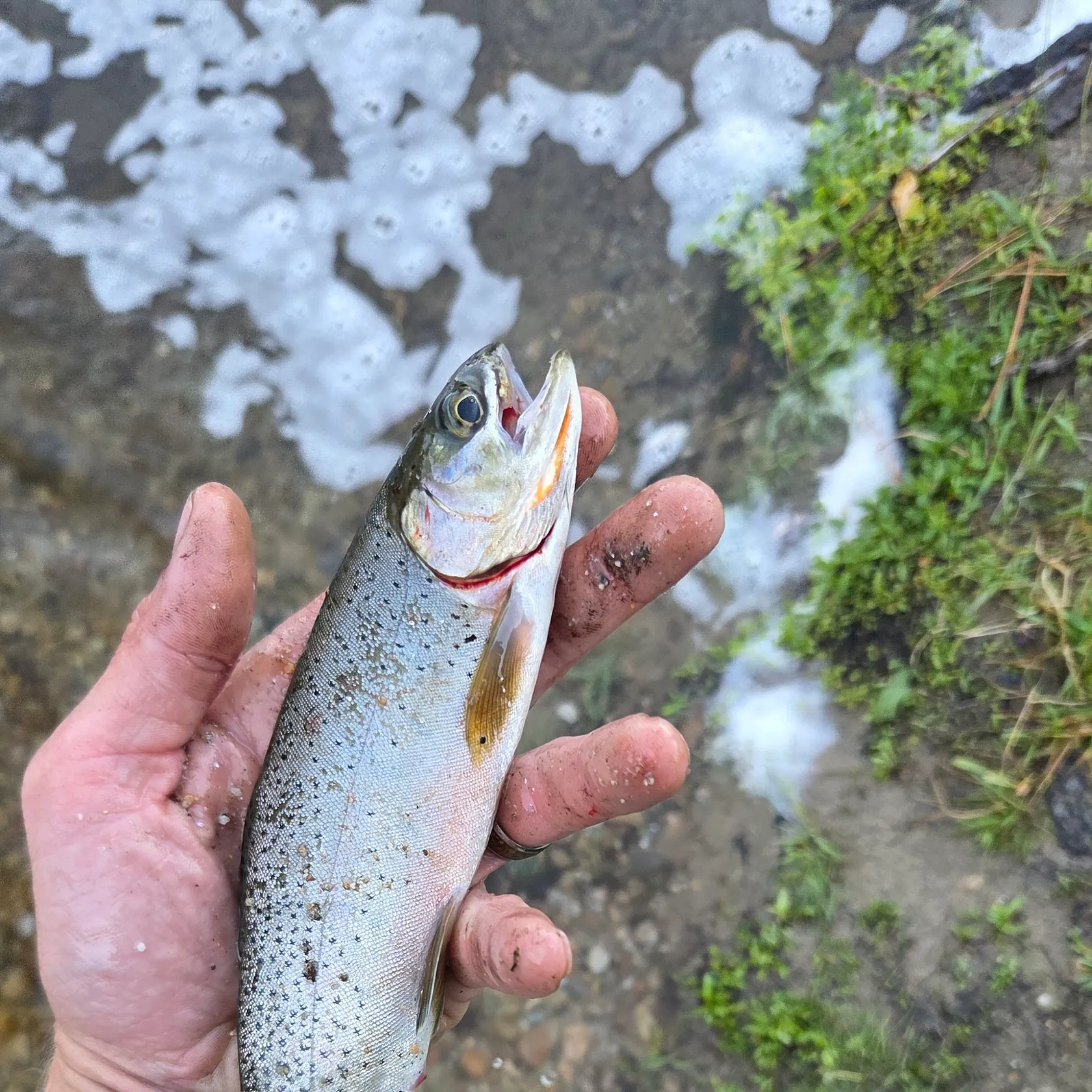 Cutthroat trout caught on Fishbrain