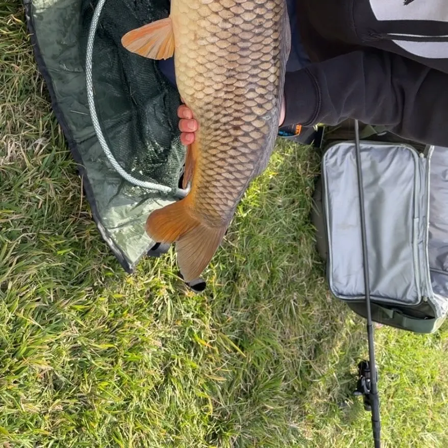 Common carp caught on Fishbrain