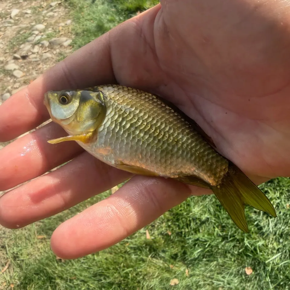 Goldfish caught on Fishbrain