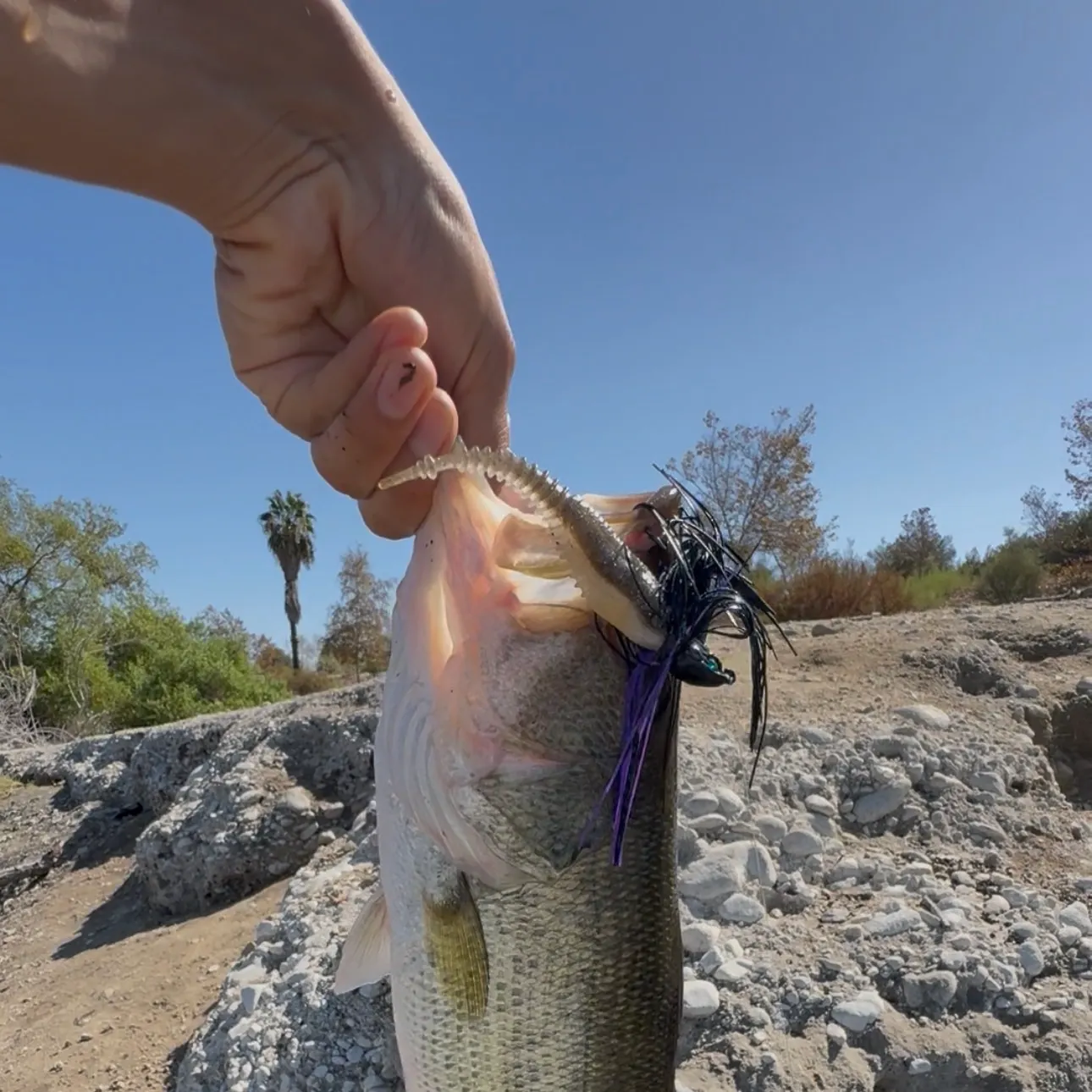 Largemouth bass caught on Fishbrain