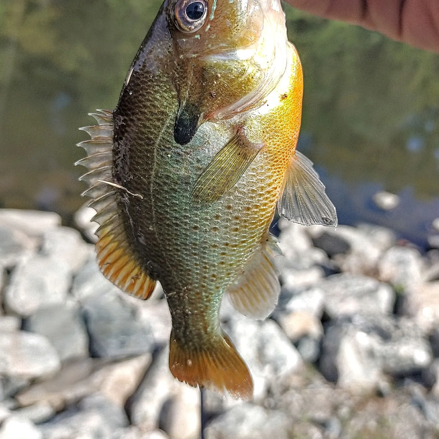 Redbreast sunfish caught on Fishbrain