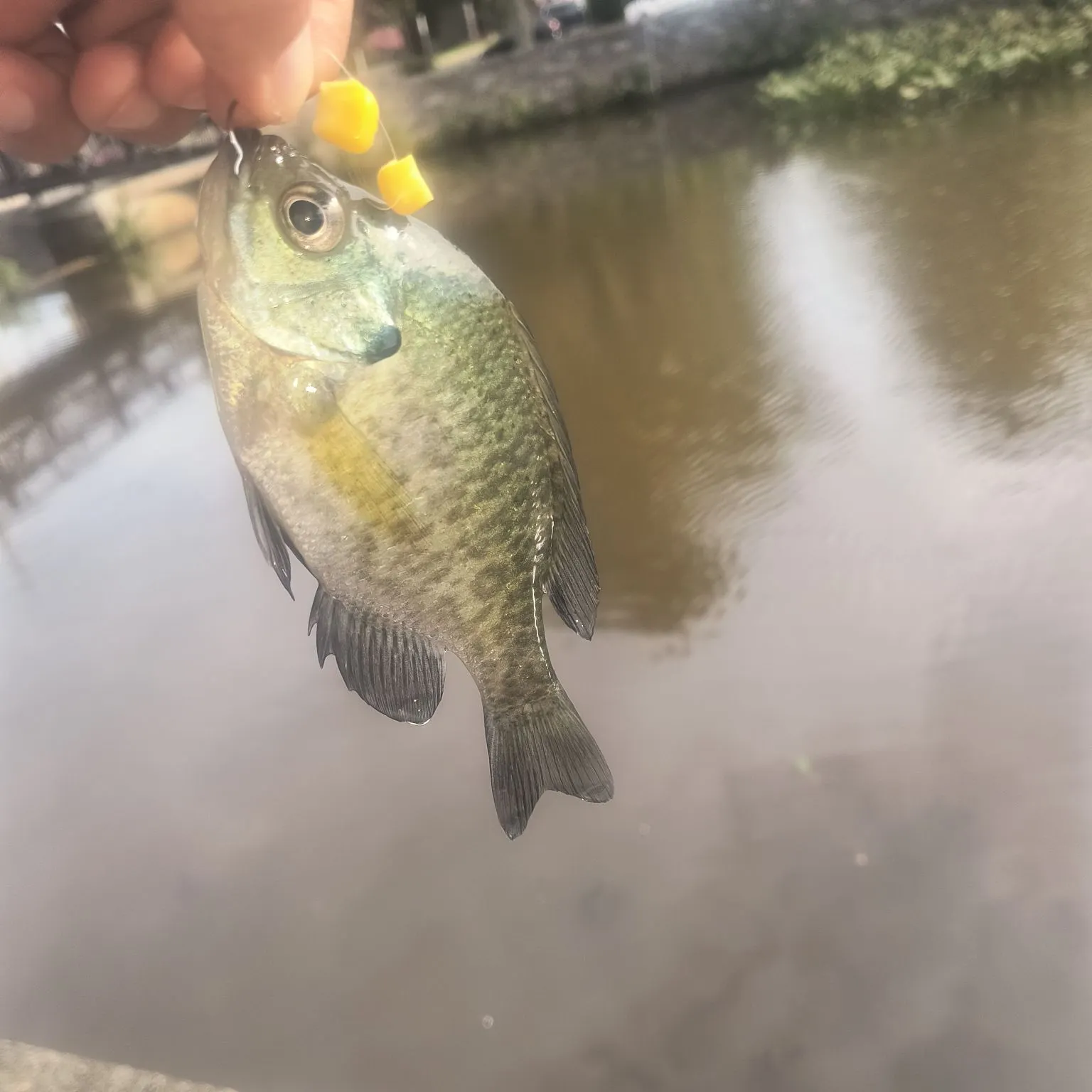 Bluegill caught on Fishbrain