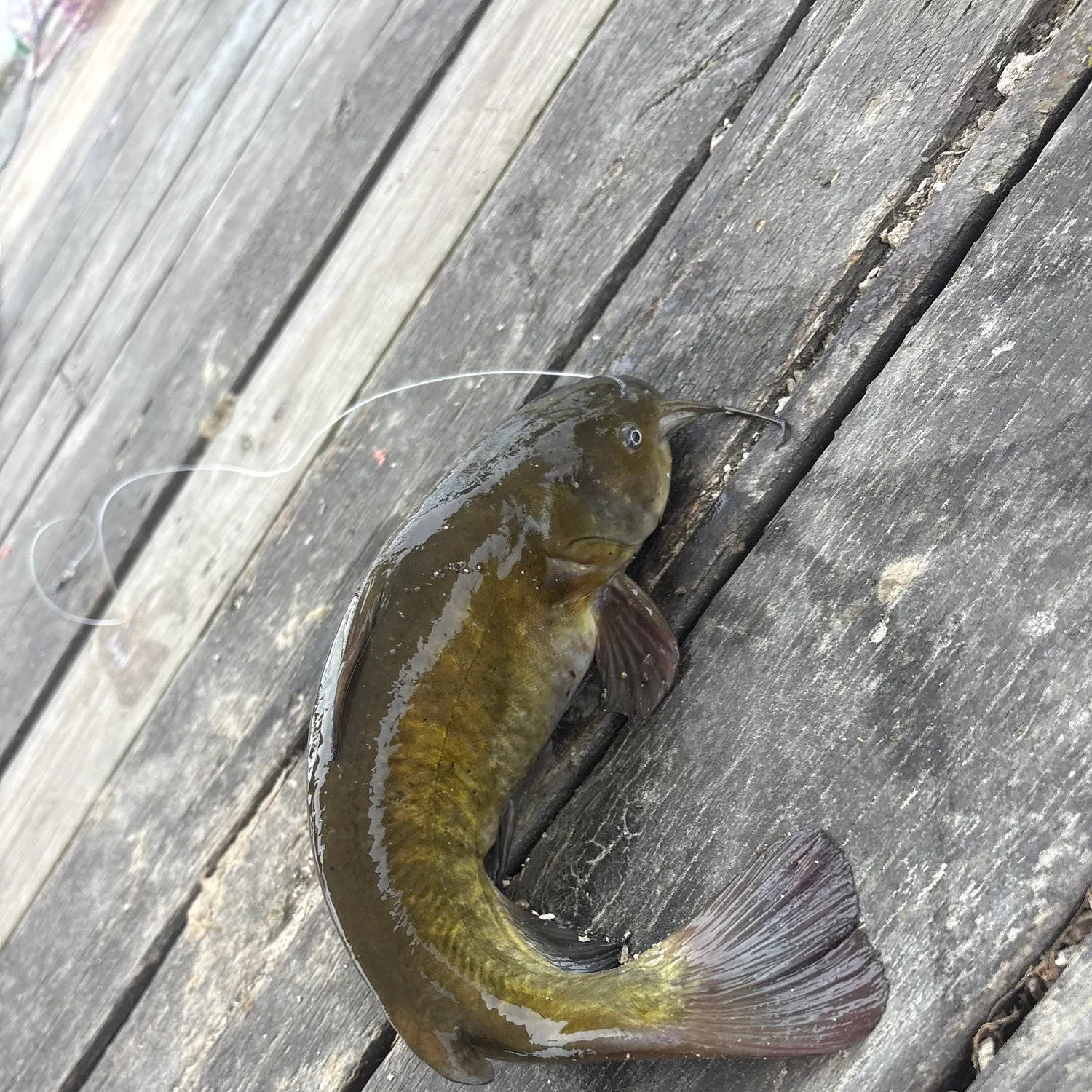 Channel catfish caught on Fishbrain