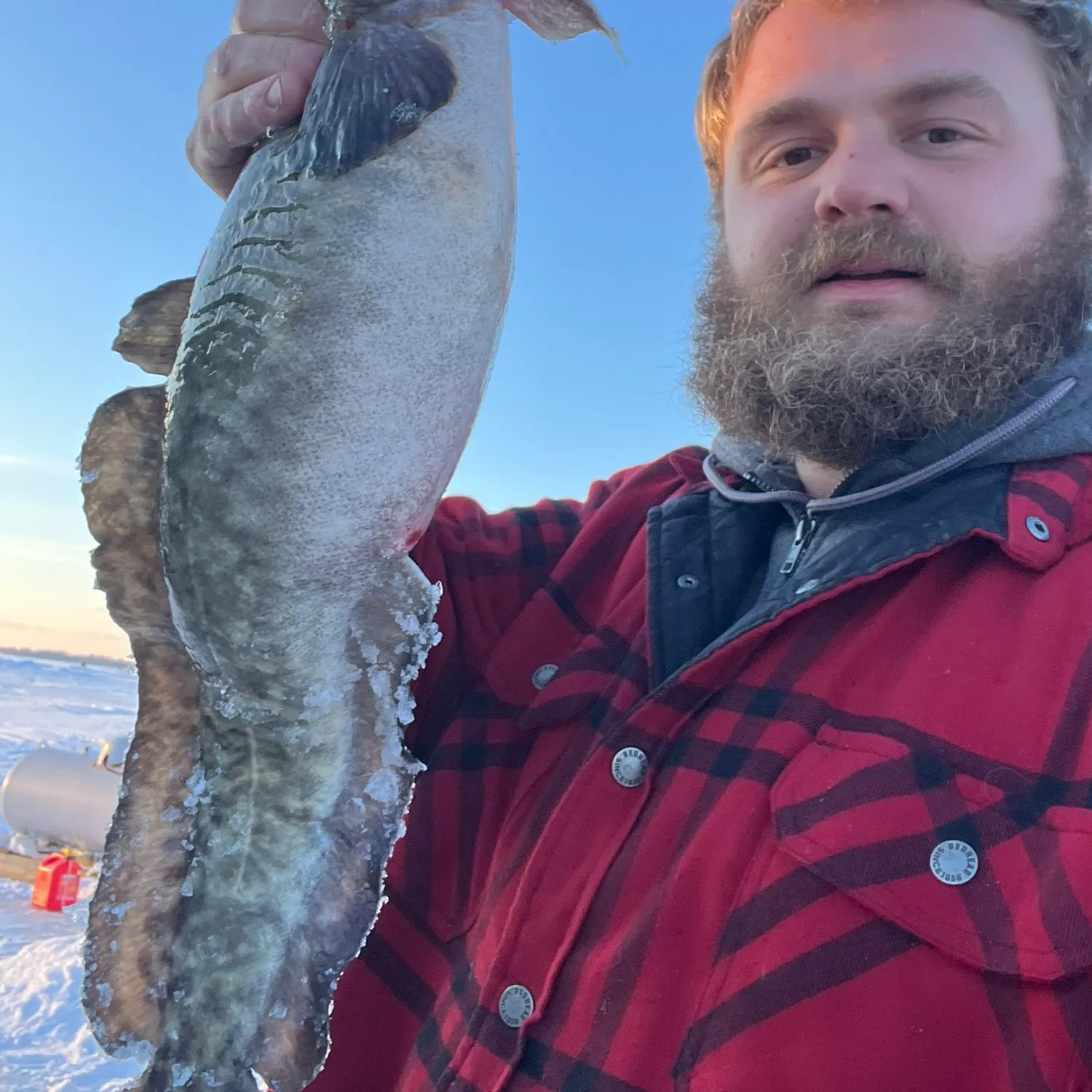 The most recent Burbot catches on Fishbrain