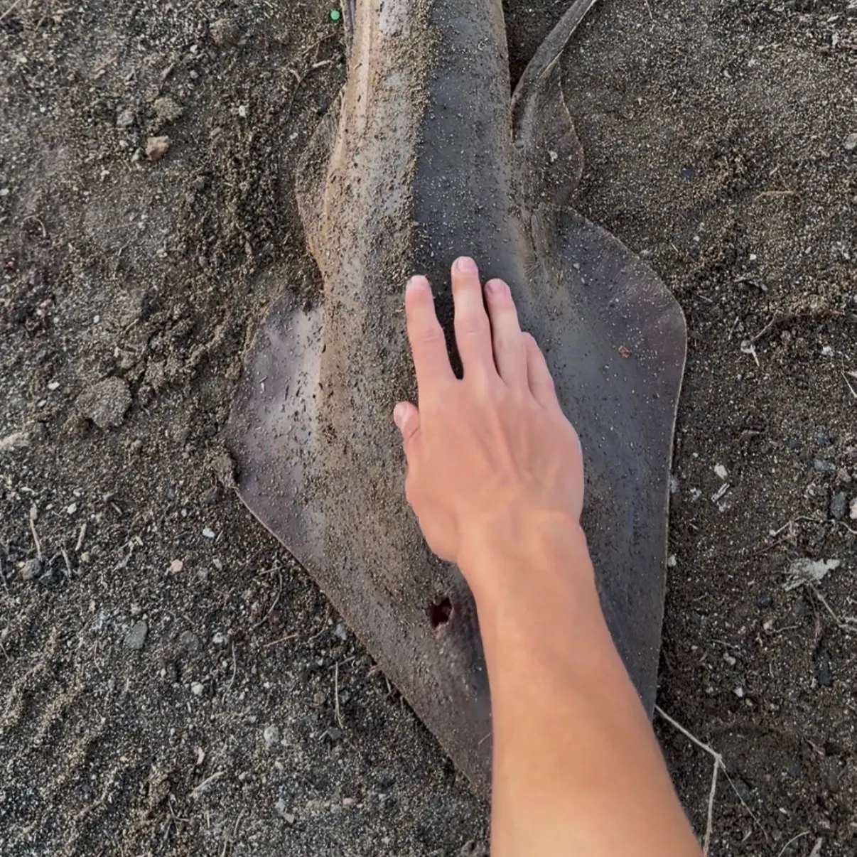 Pacific shovelnose guitarfish caught on Fishbrain