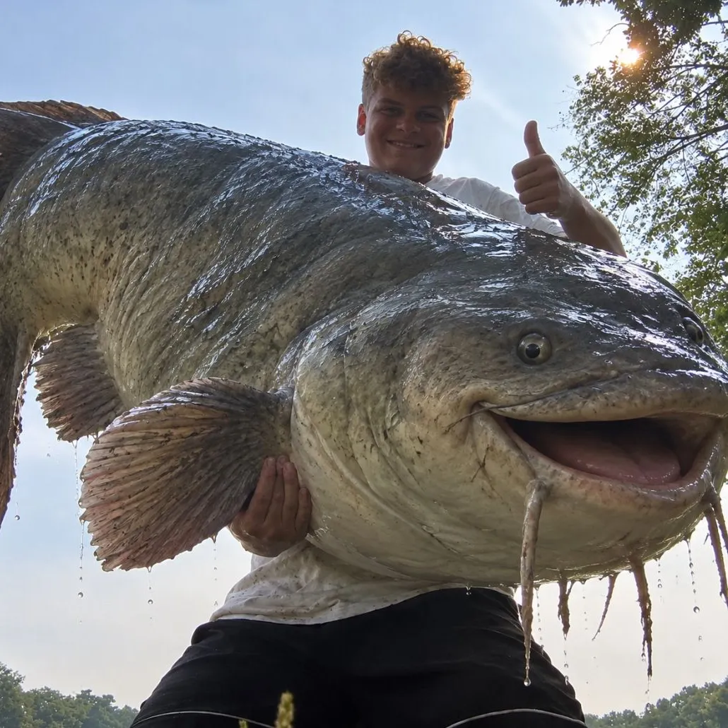Blue catfish caught on Fishbrain
