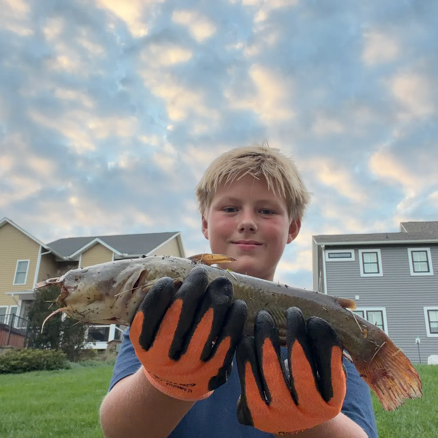 Yellow bullhead caught on Fishbrain
