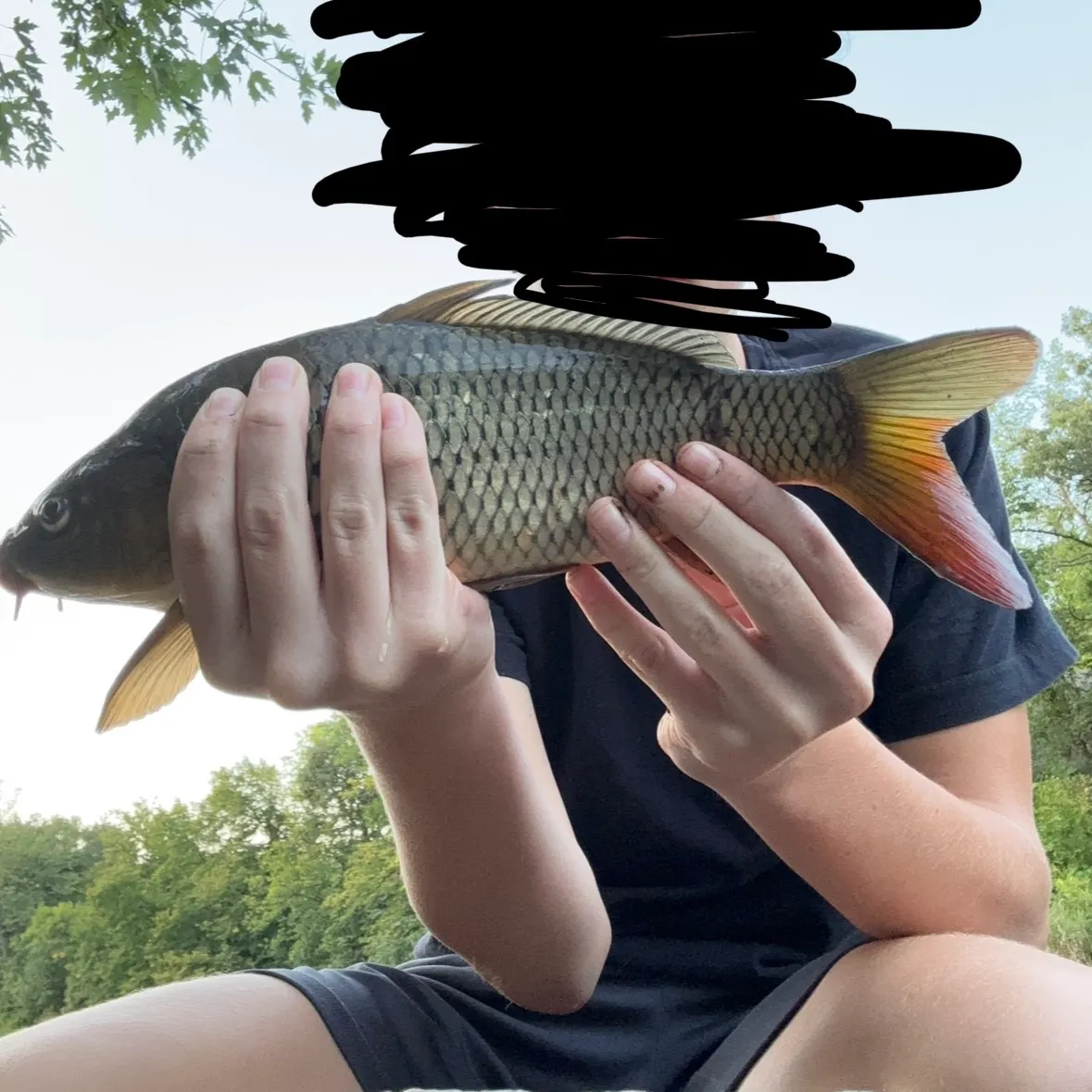 Common carp caught on Fishbrain