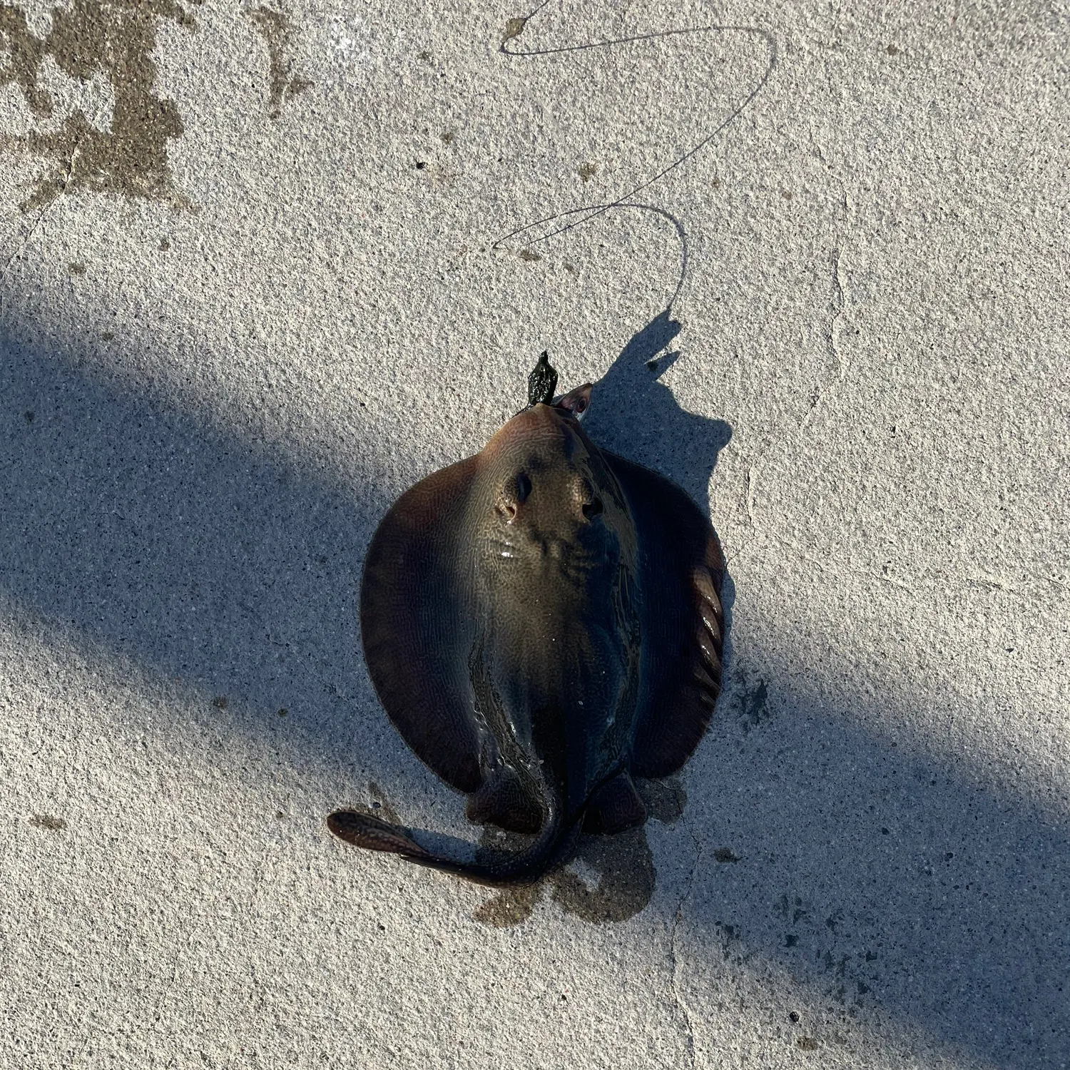 Haller's round ray caught on Fishbrain