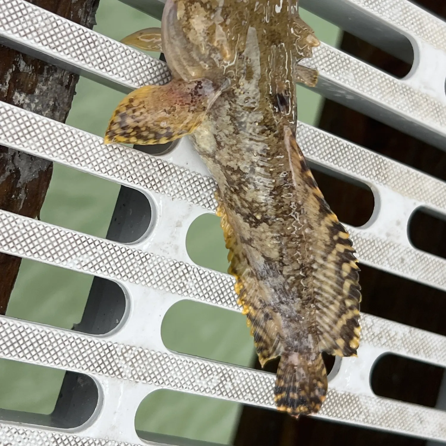 Fish caught on Fishbrain