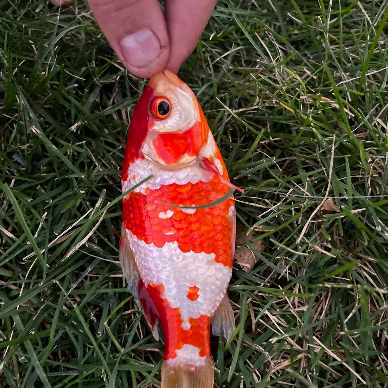 Goldfish caught on Fishbrain