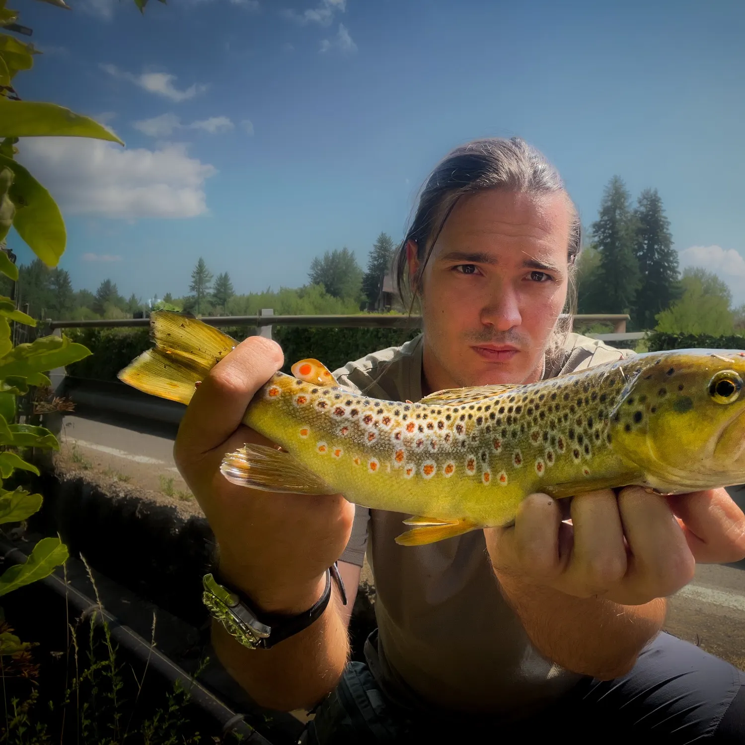 Brown trout caught on Fishbrain