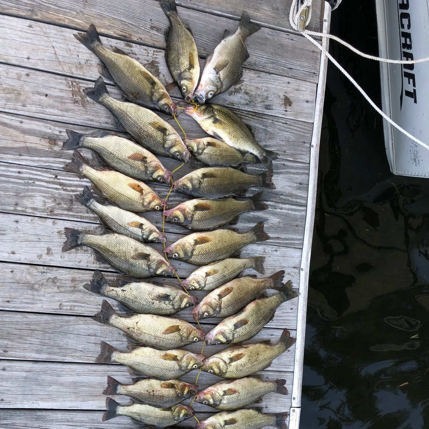 recently logged catches