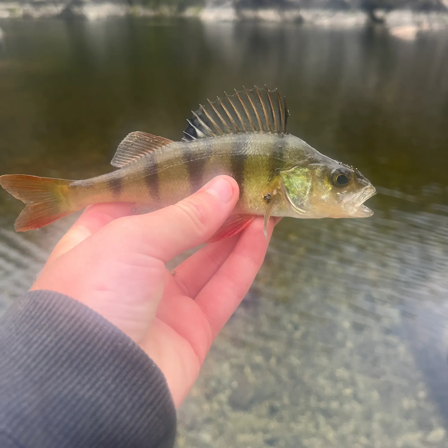 The most recent European perch catches on Fishbrain