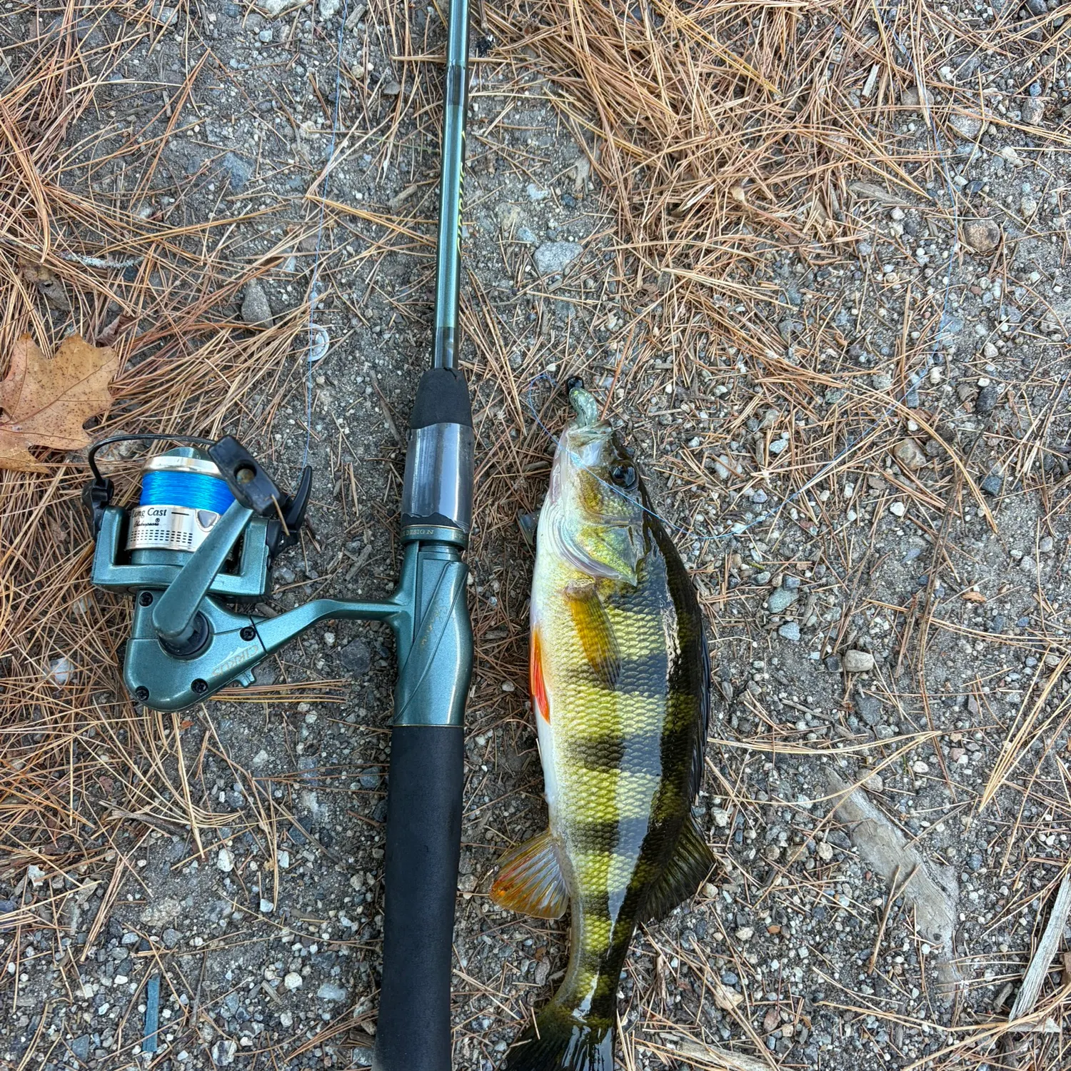 Yellow perch caught on Fishbrain