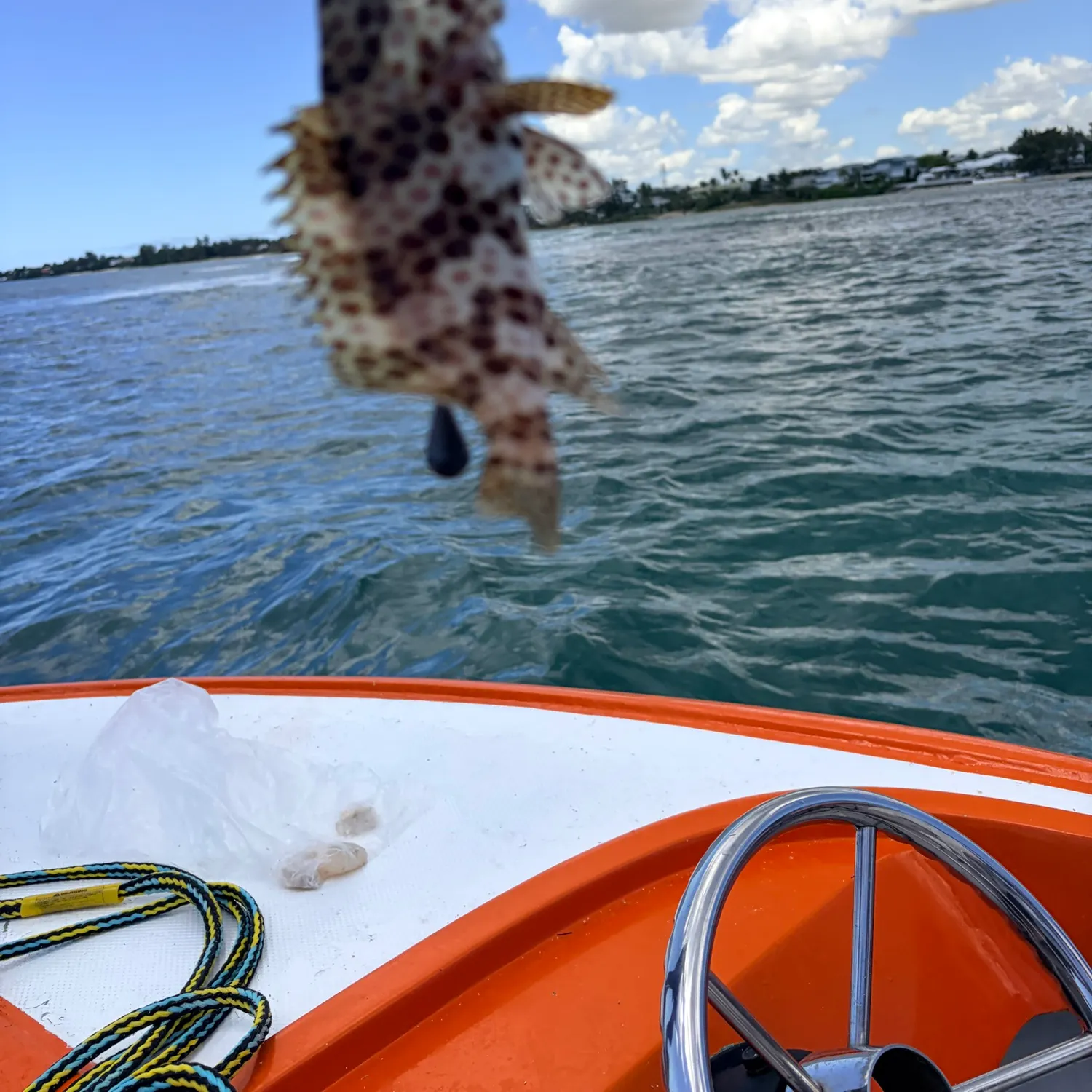 Honeycomb grouper caught on Fishbrain