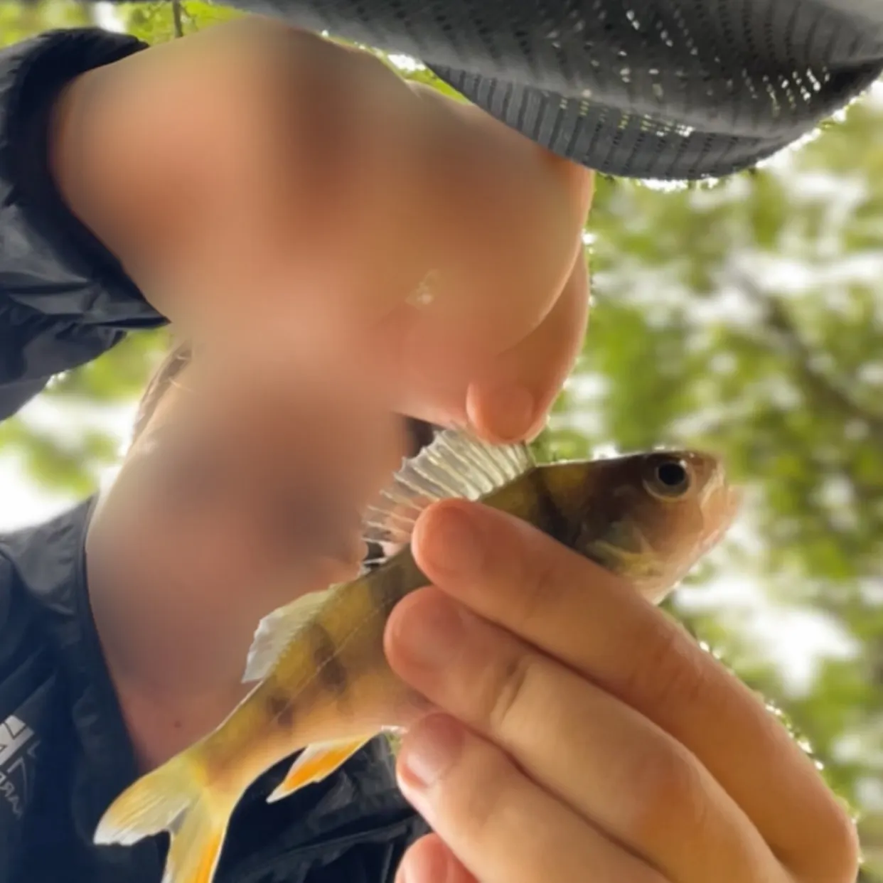 European perch caught on Fishbrain