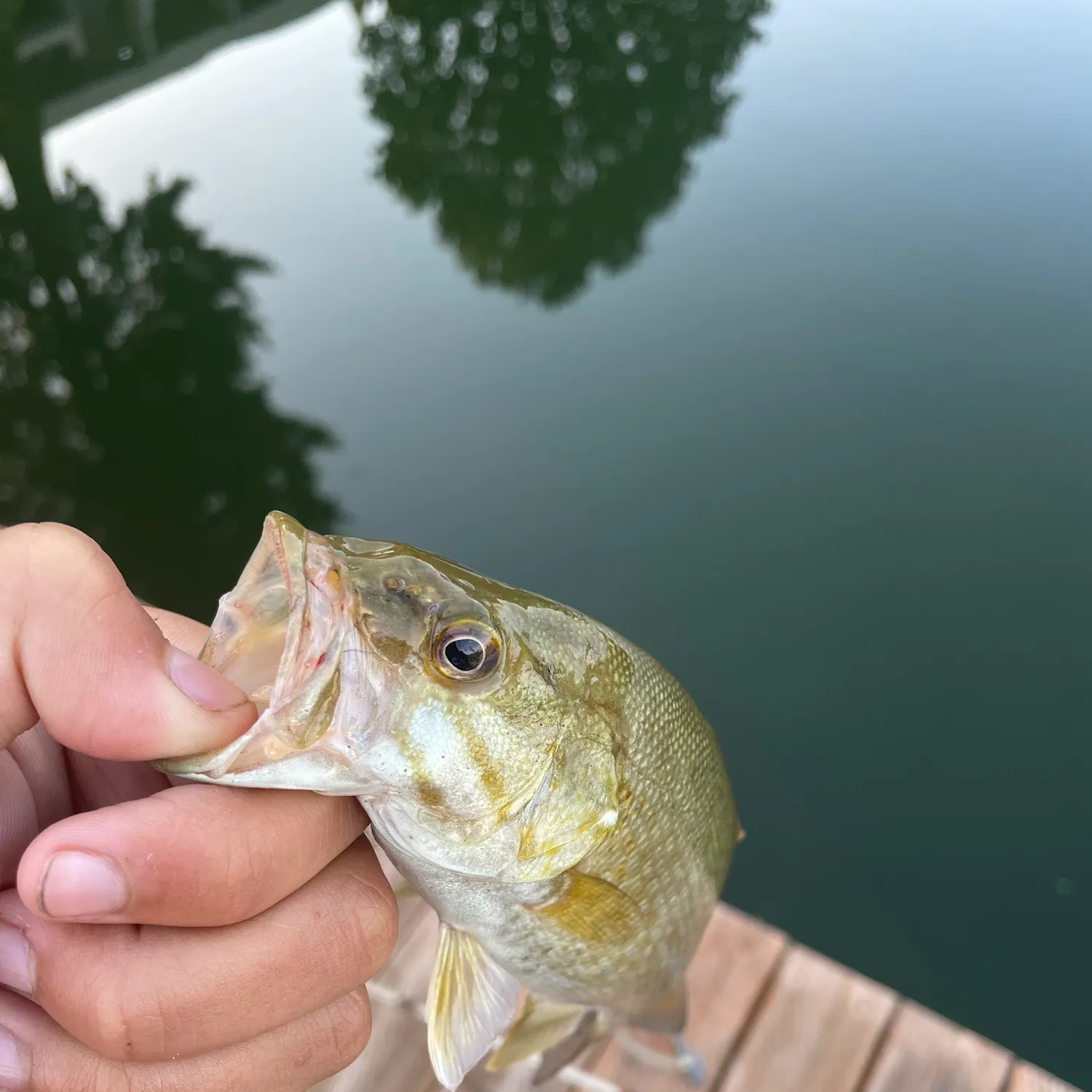 The most recent Silvertip shark catches on Fishbrain