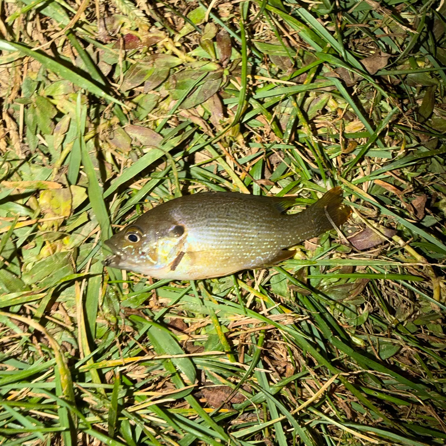 Green sunfish caught on Fishbrain