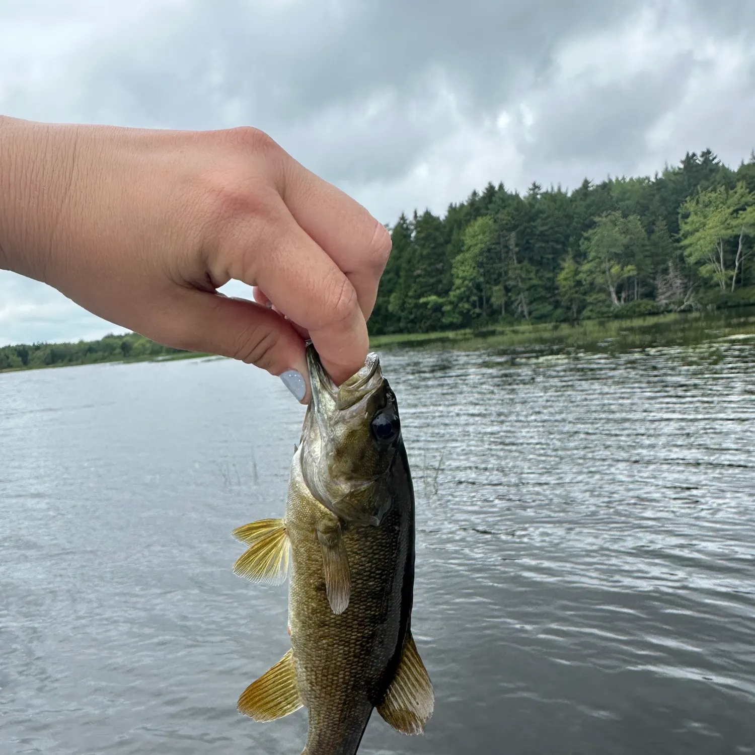 Smallmouth bass caught on Fishbrain