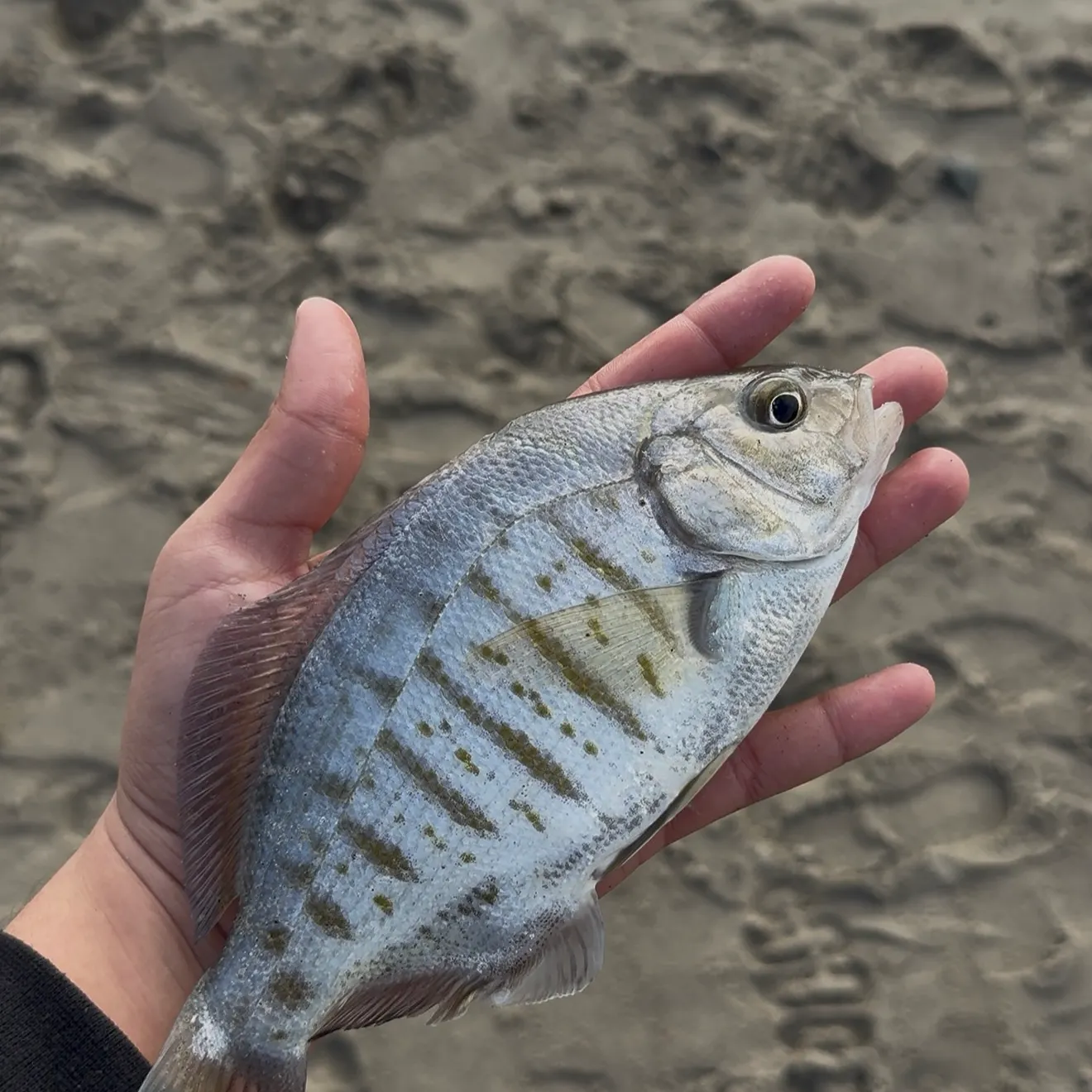 The most recent Barred surfperch catches on Fishbrain