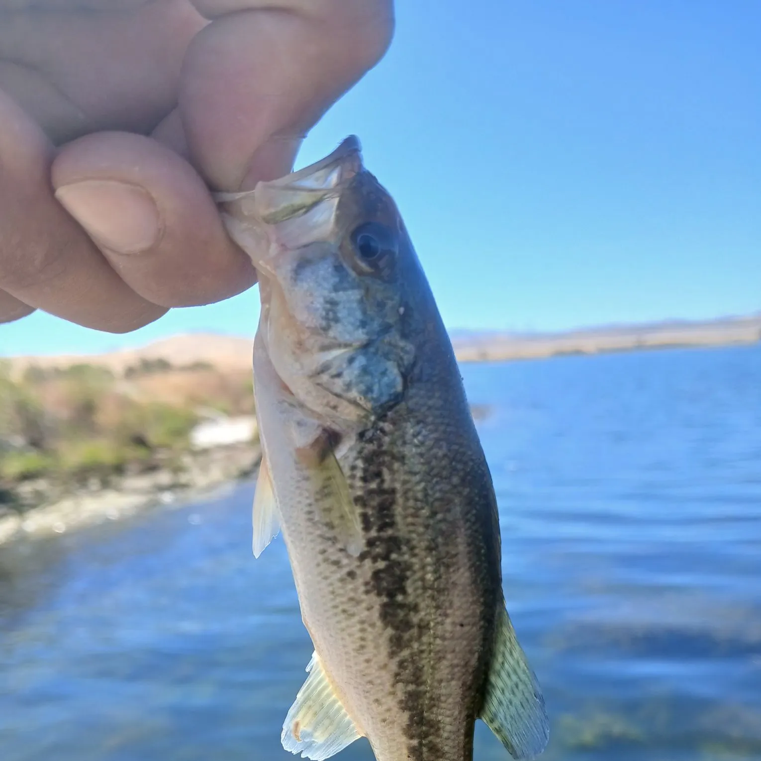 Spotted bass caught on Fishbrain