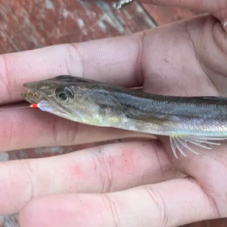 The most recent California lizardfish catches on Fishbrain