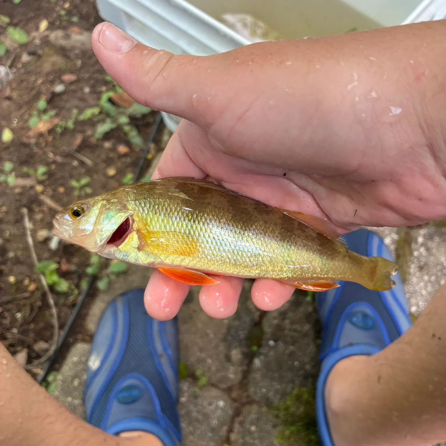 catch