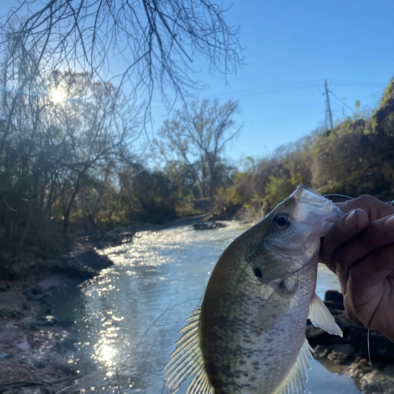 The most recent White crappie catches on Fishbrain