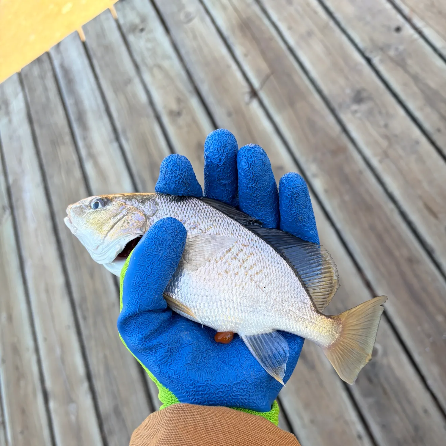 The most recent Atlantic croaker catches on Fishbrain