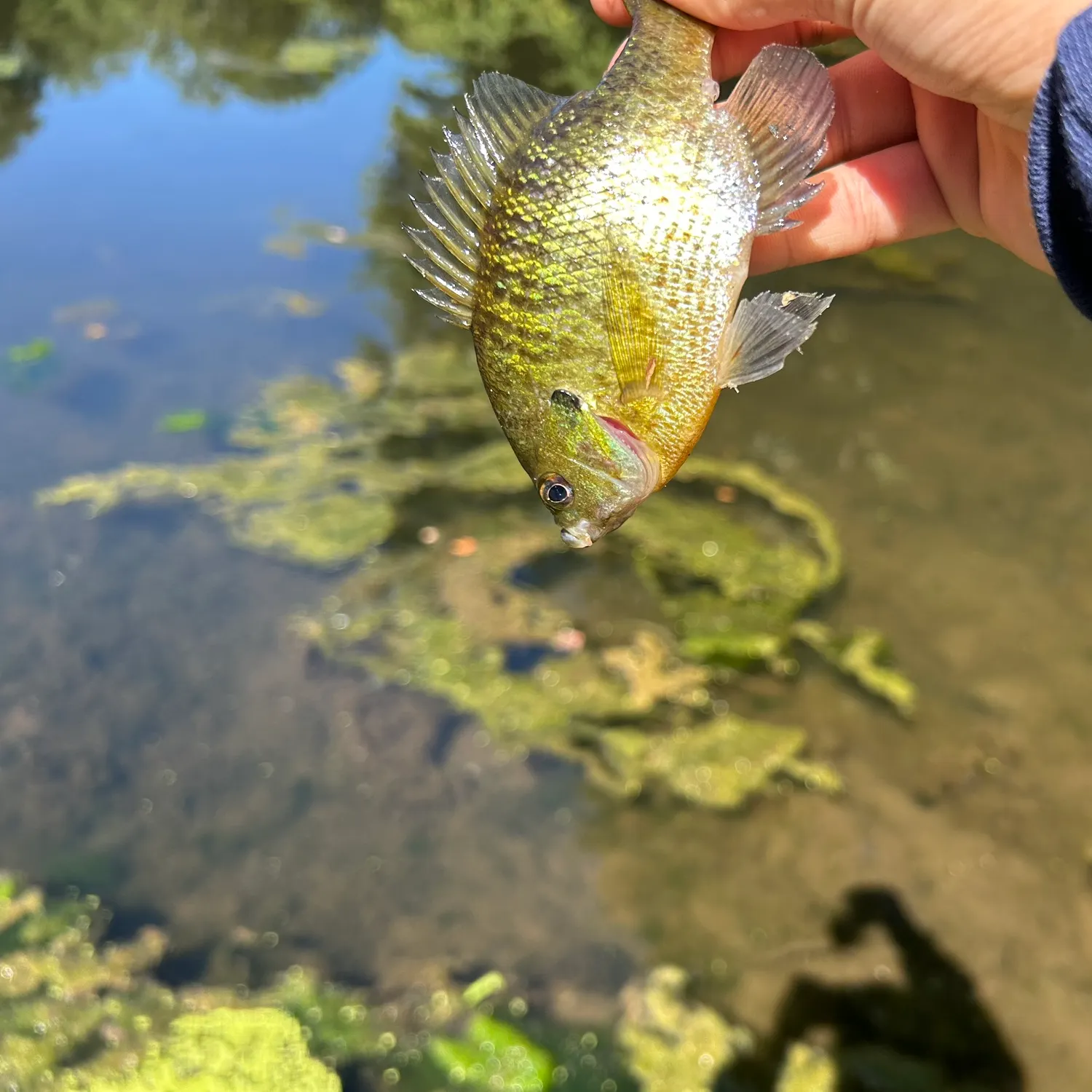 Bluegill caught on Fishbrain